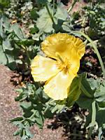 Glaucium Corniculatum (ss-esp Corniculatum) (fam Papaveracees) (sud et centre de l'Europe) (02) (Photo F. Mrugala)